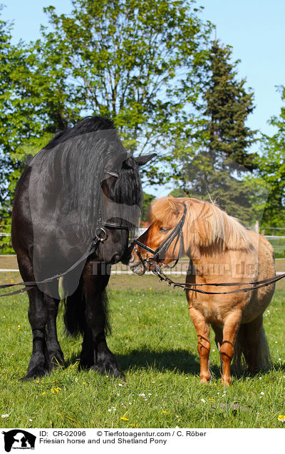 Friese und Shetland Pony / Friesian horse and und Shetland Pony / CR-02096