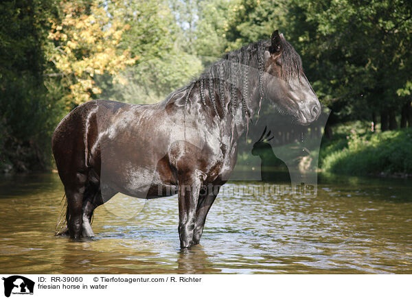 Friese im Wasser / friesian horse in water / RR-39060