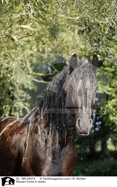 Friese im Wasser / friesian horse in water / RR-39074