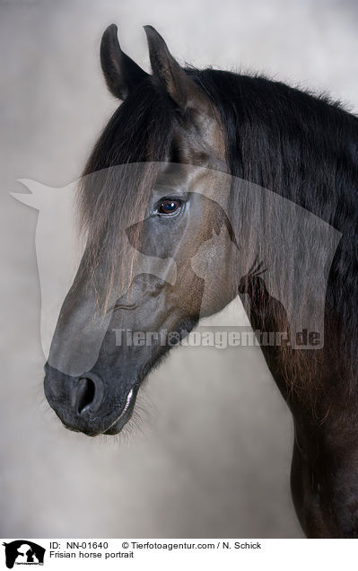 Friese Portrait / Frisian horse portrait / NN-01640
