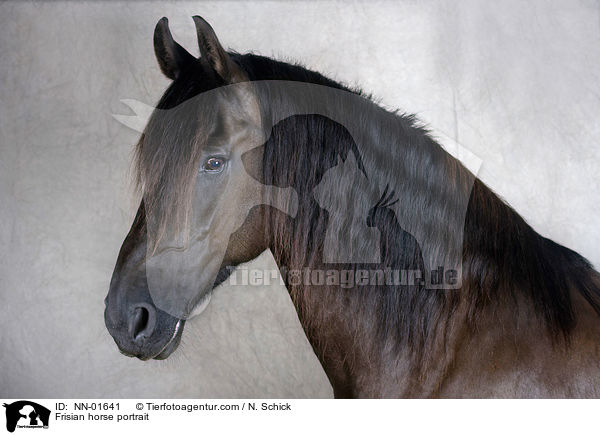 Friese Portrait / Frisian horse portrait / NN-01641