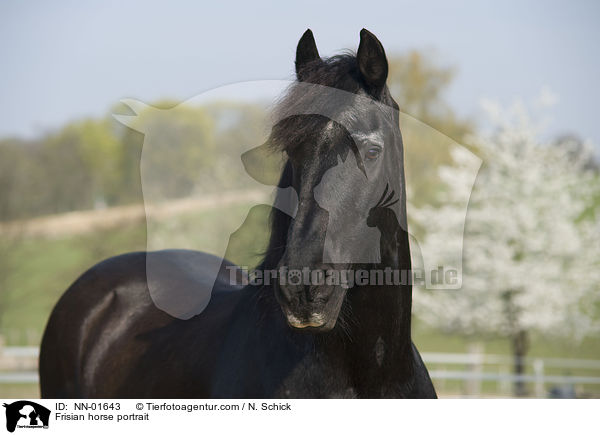 Friese Portrait / Frisian horse portrait / NN-01643
