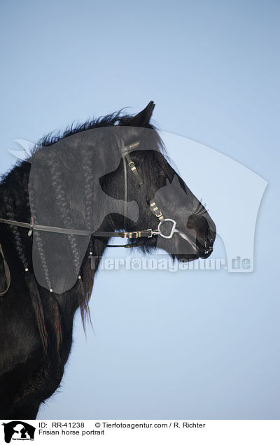 Friese Portrait / Frisian horse portrait / RR-41238