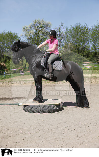 Friese auf Podest / Frisian horse on pedestal / RR-42606