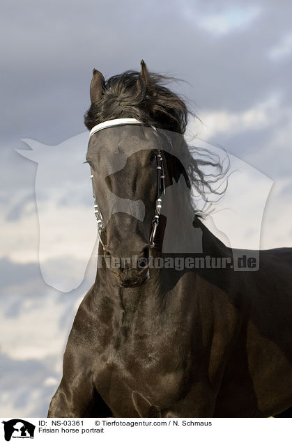 Friese Portrait / Frisian horse portrait / NS-03361