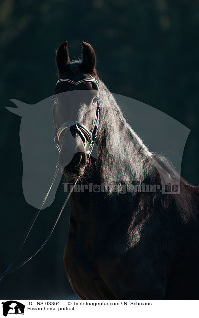 Frisian horse portrait / NS-03364