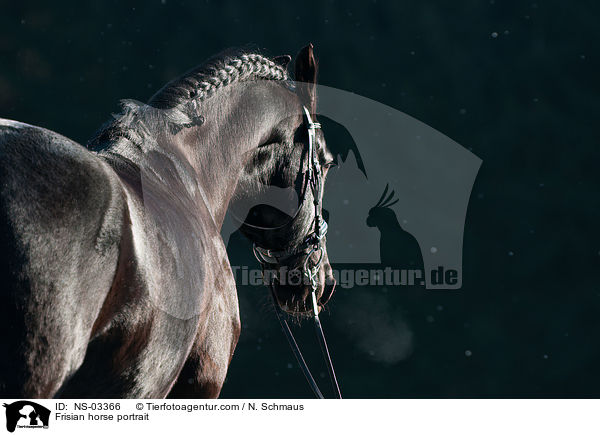 Frisian horse portrait / NS-03366