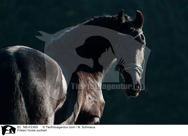 Frisian horse portrait / NS-03369