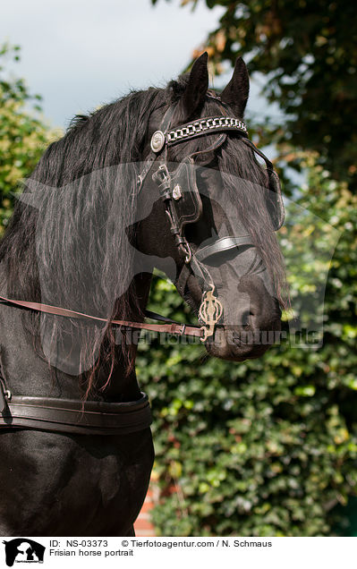 Frisian horse portrait / NS-03373