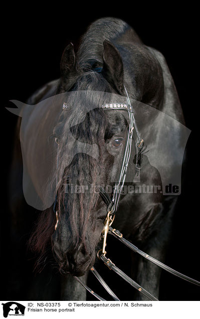 Frisian horse portrait / NS-03375