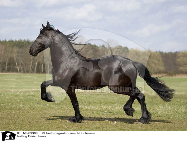 trotting Frisian horse / NS-03380