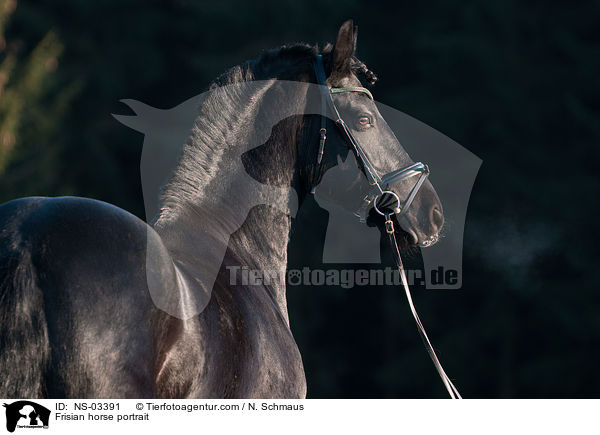 Frisian horse portrait / NS-03391