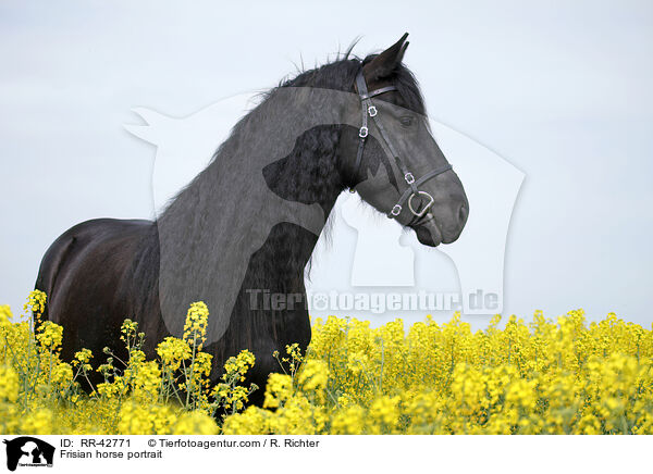 Friese Portrait / Frisian horse portrait / RR-42771