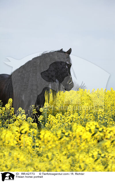 Frisian horse portrait / RR-42773