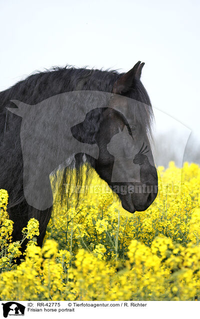 Frisian horse portrait / RR-42775