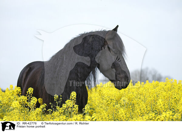 Friese Portrait / Frisian horse portrait / RR-42776