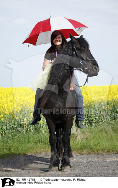 woman rides Frisian horse / RR-42788