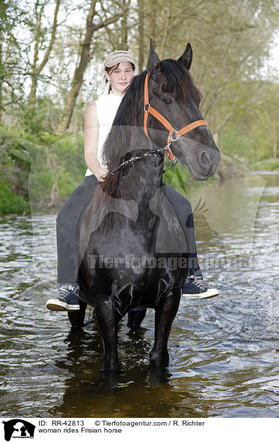 Frau reitet Friese / woman rides Frisian horse / RR-42813