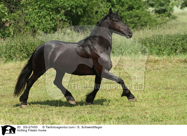 trotting Frisian horse / SS-27450