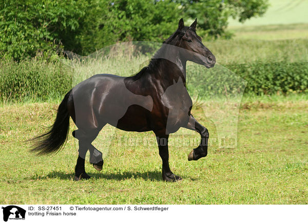 trotting Frisian horse / SS-27451