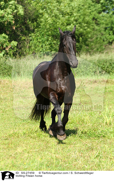 trabender Friese / trotting Frisian horse / SS-27459