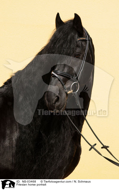 Friese Portrait / Friesian horse portrait / NS-03468