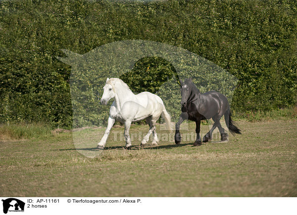 2 Pferde / 2 horses / AP-11161