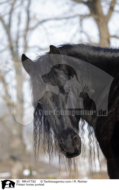 Friese Portrait / Frisian horse portrait / RR-47782