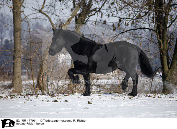 trabender Friese / trotting Frisian horse / RR-47796