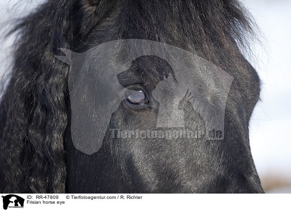 Friese Auge / Frisian horse eye / RR-47809