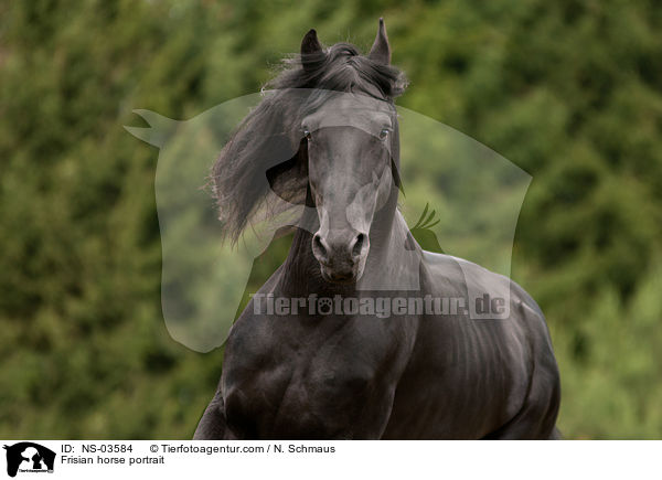 Frisian horse portrait / NS-03584