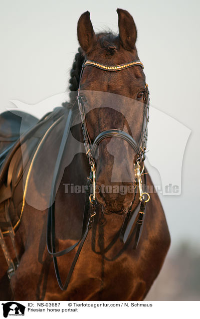 Friesian horse portrait / NS-03687