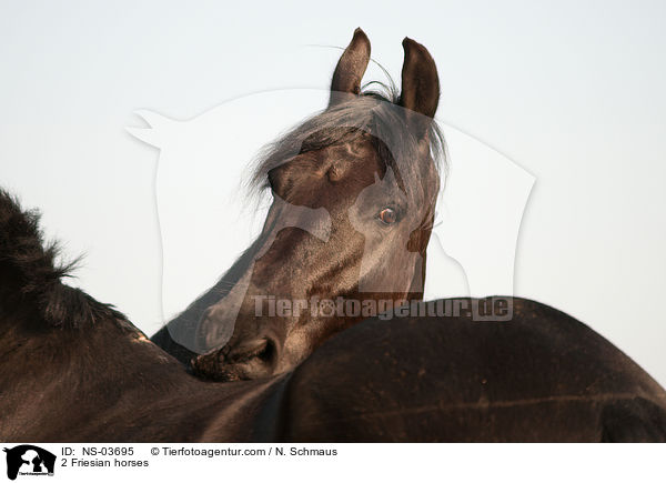 2 Friesian horses / NS-03695