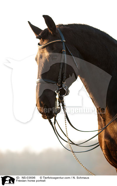 Friese Portrait / Friesian horse portrait / NS-03696