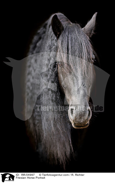 Friese Portrait / Friesian Horse Portrait / RR-54997