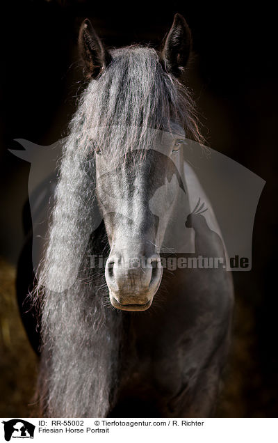 Friese Portrait / Friesian Horse Portrait / RR-55002