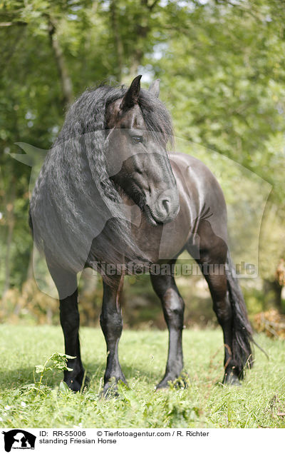 stehender Friese / standing Friesian Horse / RR-55006