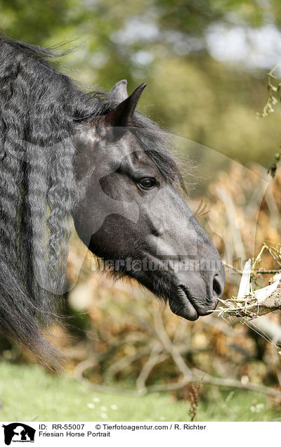 Friese Portrait / Friesian Horse Portrait / RR-55007