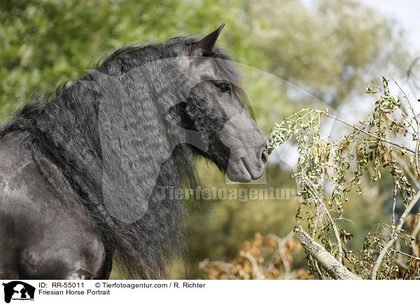 Friese Portrait / Friesian Horse Portrait / RR-55011