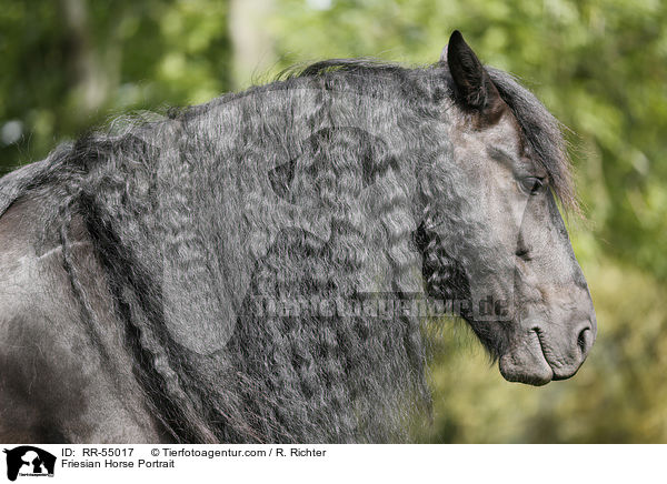 Friese Portrait / Friesian Horse Portrait / RR-55017