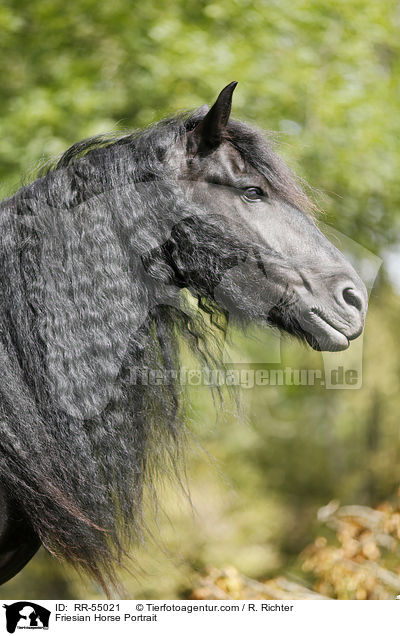 Friese Portrait / Friesian Horse Portrait / RR-55021