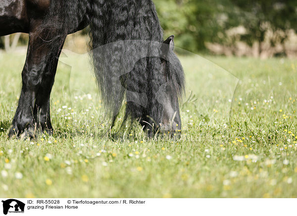 grasender Friese / grazing Friesian Horse / RR-55028