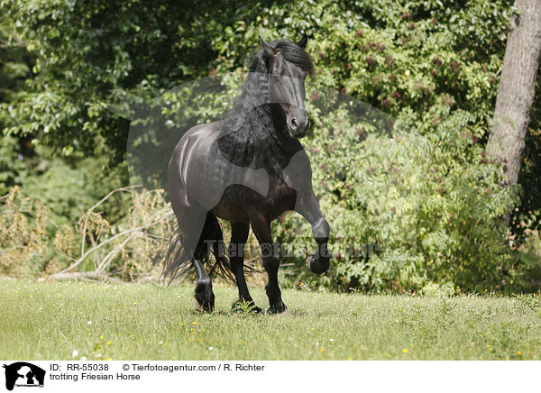 trabender Friese / trotting Friesian Horse / RR-55038