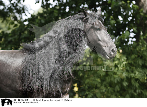 Friesian Horse Portrait / RR-55044