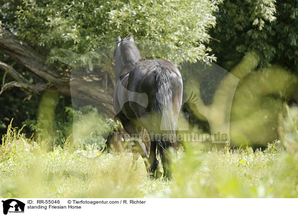 stehender Friese / standing Friesian Horse / RR-55046