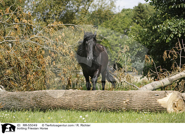 trabender Friese / trotting Friesian Horse / RR-55049