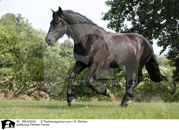 galoppierender Friese / galloping Friesian Horse / RR-55052