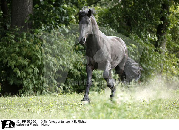 galoppierender Friese / galloping Friesian Horse / RR-55056