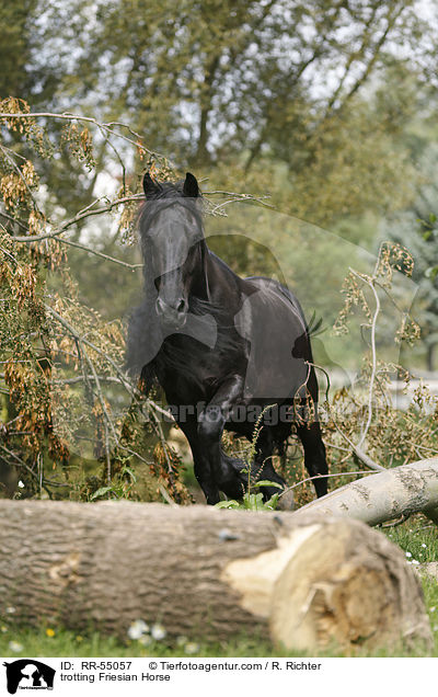 trabender Friese / trotting Friesian Horse / RR-55057