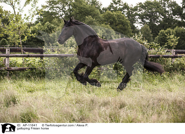 galoppierender Friese / galloping Frisian horse / AP-11641